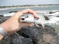 ГОА: хлеб в Newton, мули и обмен снастей у SunSet