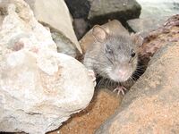 ГОА: хлеб в Newton, мули и обмен снастей у SunSet