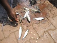 Кефаль и «одно семейство», короткий ответ