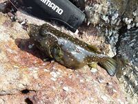 Керала, пляж Човвара и местные способы ловли