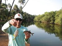 ГОА: морская рыбалка у устьев, баракуда сошла и поиск ключа