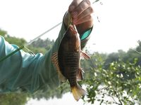 ГОА: морская рыбалка у устьев, баракуда сошла и поиск ключа