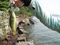 ГОА: морская рыбалка у устьев, баракуда сошла и поиск ключа