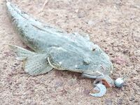 Ашвем и Чапора — берег, устье и утренние пилькеры