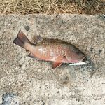 Ашвем и Чапора — берег, устье и утренние пилькеры