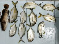 Ашвем и Чапора — берег, устье и утренние пилькеры