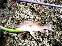 Лодочная морская рыбалка у островов, троллинг и качка