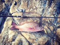 Северный ГОА: морская рыбалка месяц подряд, старт и провал