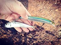 Северный ГОА: морская рыбалка месяц подряд, старт и провал