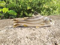 Вопрос по виду рыбы из Коньякумари