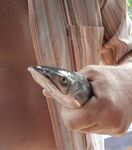 Калангут и Бага, пляжная рыбалка и один кэтфиш