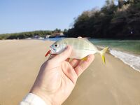 Закат и пара поклёвок по GT