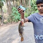 ГОА, точка с «пионером»: виброхвост на джиг-головке