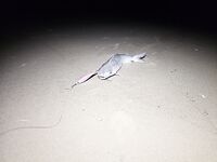 Устье Сала и штиль: кэтфиш на стик и случай со змеёй