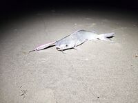 Устье Сала и штиль: кэтфиш на стик и случай со змеёй