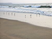 Устье Сала, пятница: лёгкая палка до 35 г и «каранксы» на пилкер