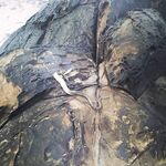 ГОА и воблеры: ловится не только «в кустах»