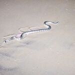 ГОА, устье и змеи: вечер на пляже и осторожный сход