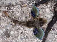 Греция, дамба у аэропорта: хлеб, улитки и Orka 1.5"