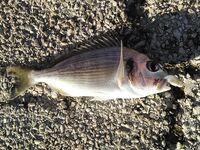 Греция, дамба у аэропорта: хлеб, улитки и Orka 1.5"