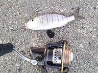 Греция, дамба у аэропорта: хлеб, улитки и Orka 1.5"