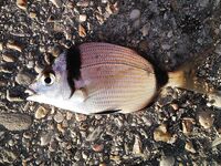 Греция, дамба у аэропорта: хлеб, улитки и Orka 1.5"