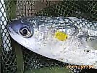 Кефаль в Испании и «хлебный ёж»: как её тут ловят