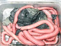 Кефаль в Испании и «хлебный ёж»: как её тут ловят