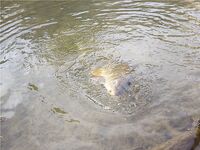 Карп на твистер и немного форели — короткая сводка