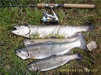 Карп на твистер и немного форели — короткая сводка