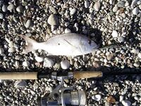 Вопрос по видам: дентич, зубан и «синагрида» — одно ли это?