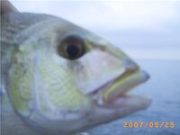 Каталуния: кто на фото — pargo или denton?