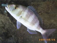 Каталуния: кто на фото — pargo или denton?