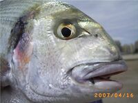 Дорада, морской карась — Sparus aurata в испанских названиях