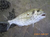 Дорада, морской карась — Sparus aurata в испанских названиях