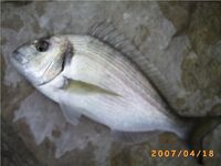 Дорада, морской карась — Sparus aurata в испанских названиях