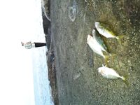 Ставрида: короткая заметка по снастям