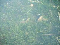 Дельта Эбро и форель: короткий отчёт без ссылок