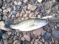 Риба-Роха: уокер утром, спиннербейт днём и один судачок