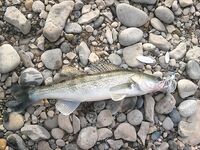 Риба-Роха: уокер утром, спиннербейт днём и один судачок