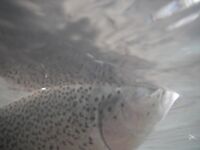 Сегре зимой — короткая заметка про радужку