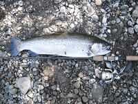 Август, ранний выезд за форелью — радужка, голавль и сход