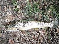 Осень в Каталунии, гости из Москвы: ищем ключ к форели