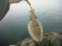 Каталуния: каракатица с волнорезов — техника и сезоны