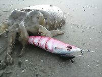 Каталуния: каракатица с волнорезов — техника и сезоны