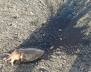 Каталуния: каракатица с волнорезов — техника и сезоны