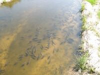 Карпы в Жироне: городской участок и можно ли рыбалка?