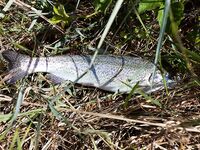 Форелевые рыбалки: две поездки на одну речку