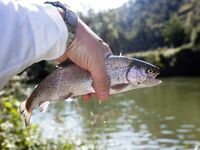 Форелевые рыбалки: две поездки на одну речку