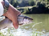 Форелевые рыбалки: две поездки на одну речку
